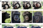 天天吉时国际最新研究：机器人“打哈欠” 黑猩猩被传染